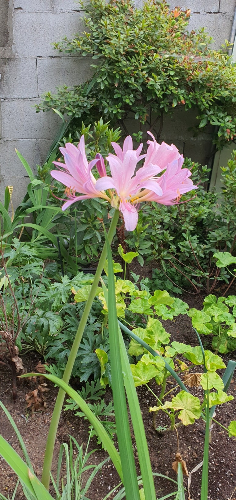 다정로또복권 이미지