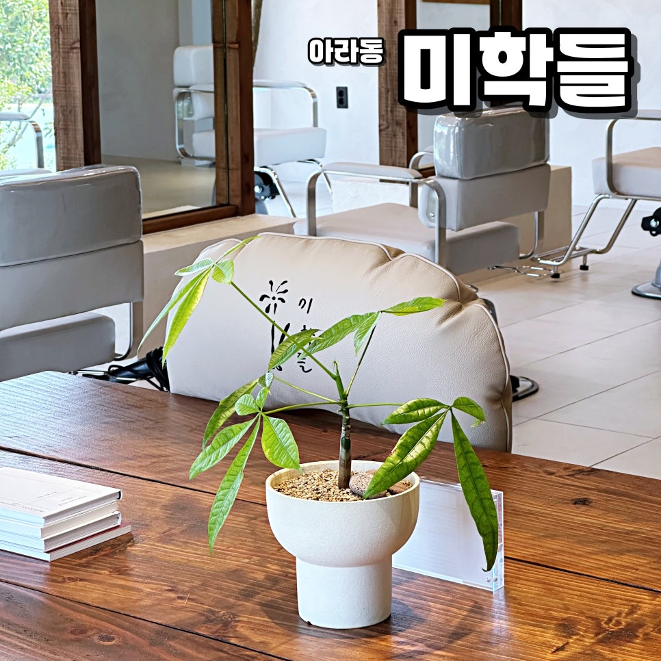 미학들 이미지
