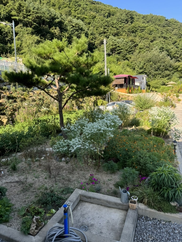 스테이브릴 이미지