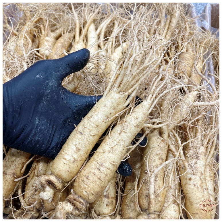 풍기인삼시장 한보인삼사 이미지