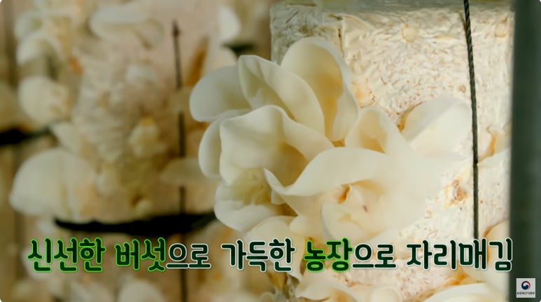 머쉬앤 이미지