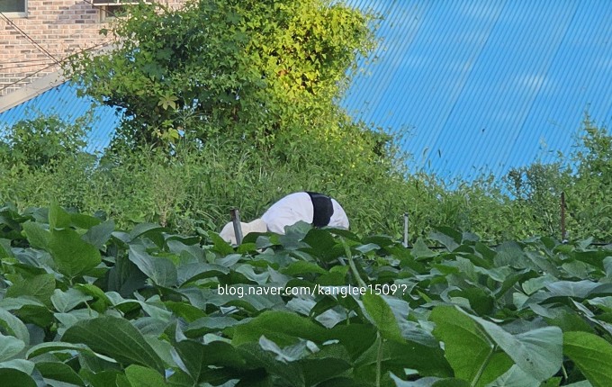 100세실버카 이미지