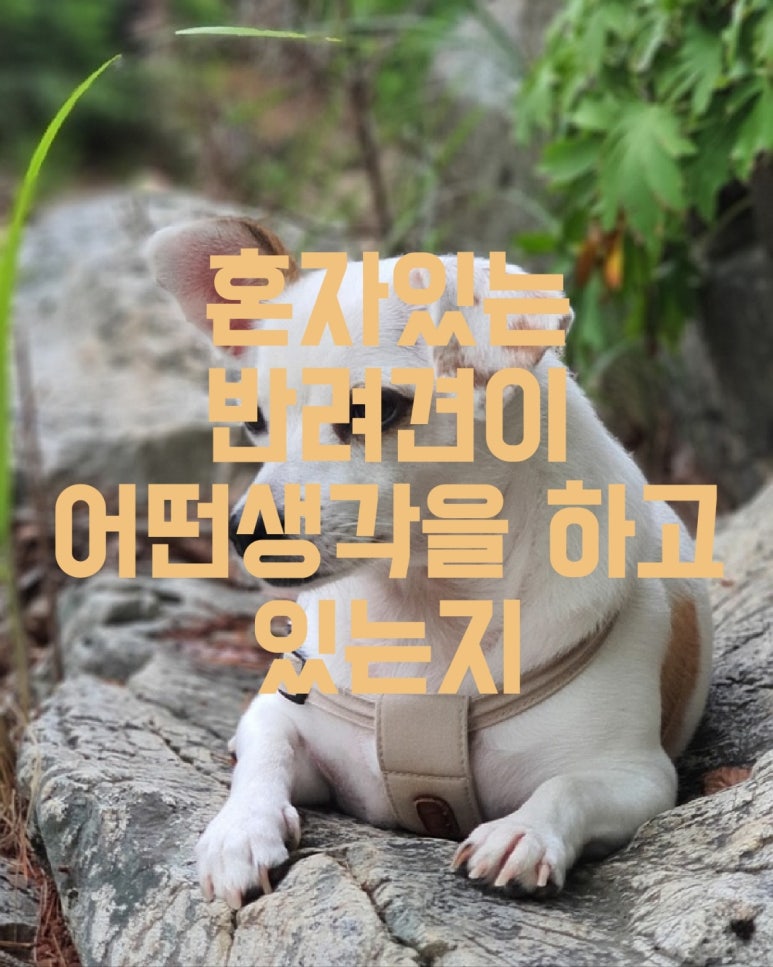 혼자 있는 반려견이 어떤 생각을 하고 있는지