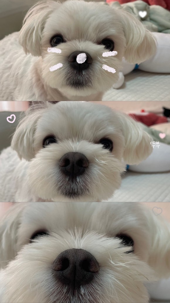 세진수선 이미지