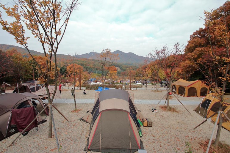 느티나무야영장 이미지