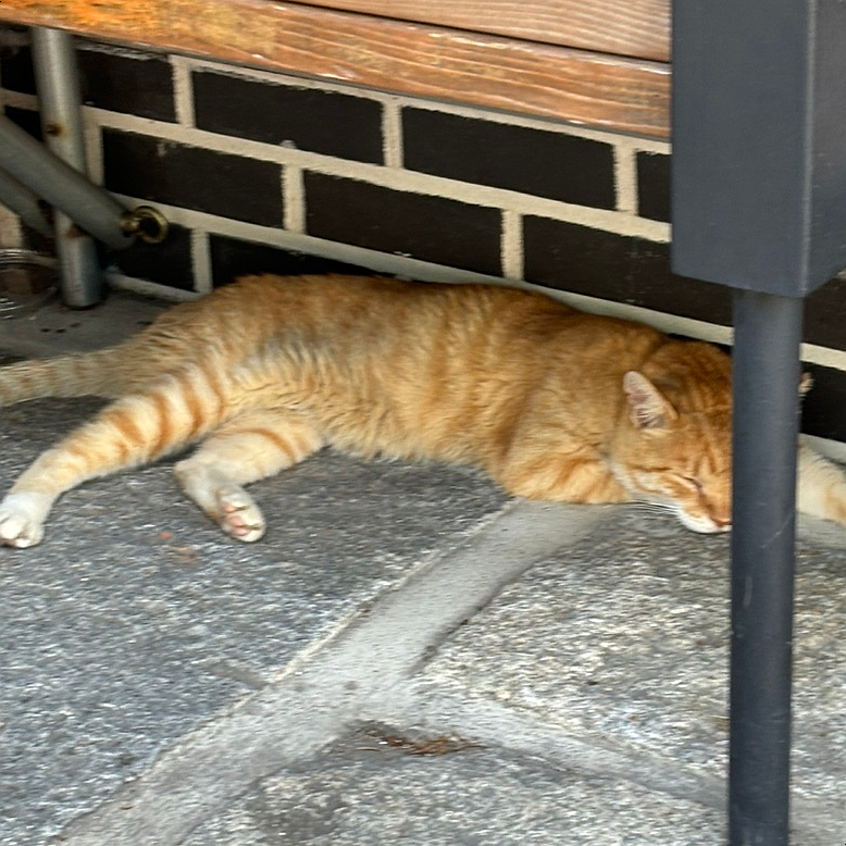 하콩이네 이미지