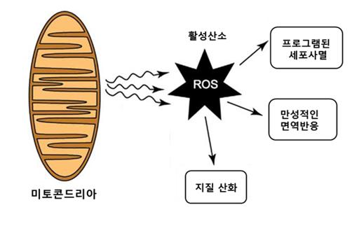 핏온짐 이미지
