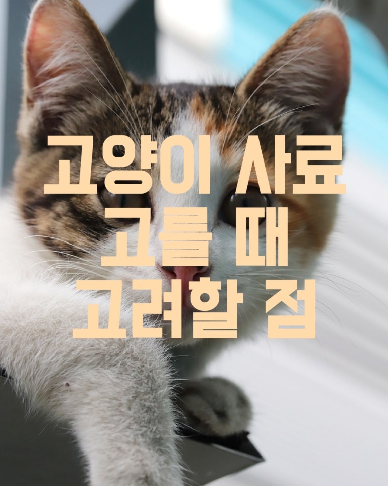 고양이 사료 고를 때 고려할 점