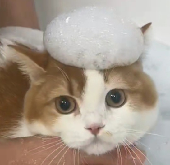 스완코코 이미지