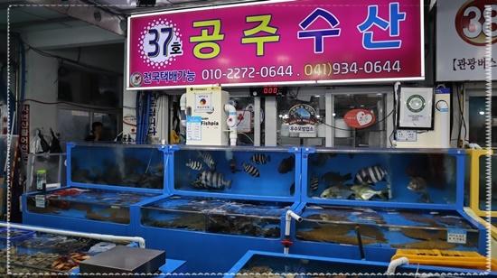 공주수선 이미지