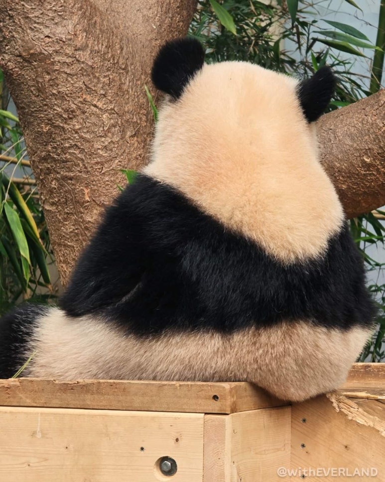 바오 이미지