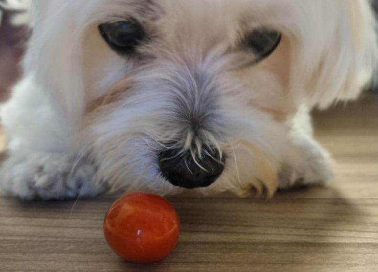 두복 이미지