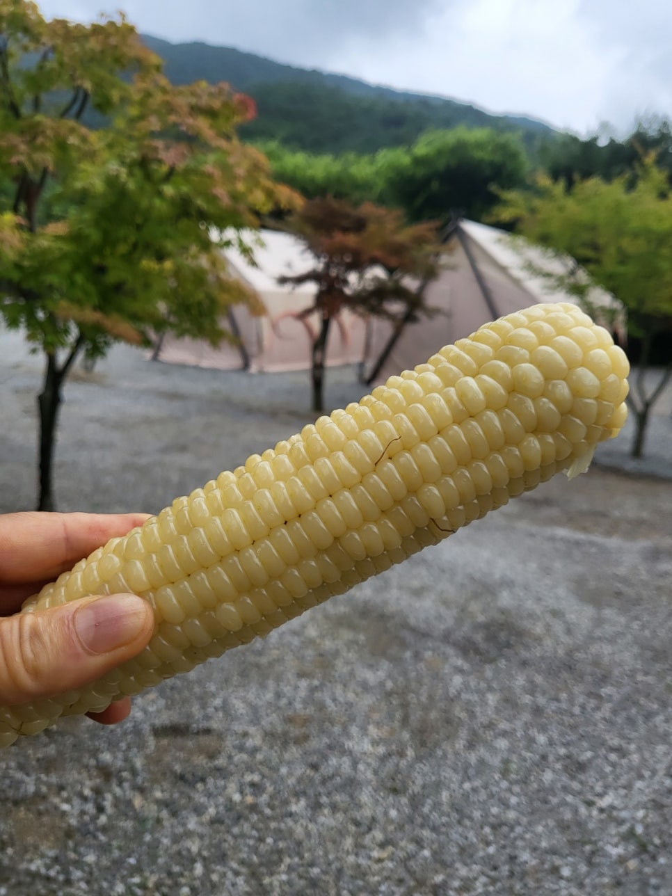 리즈밸리 이미지