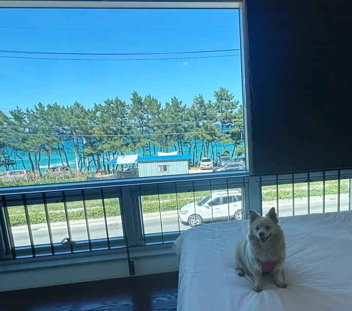오션뷰애견펜션코스테 이미지