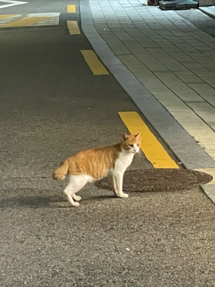 야끼니꾸청량 이미지
