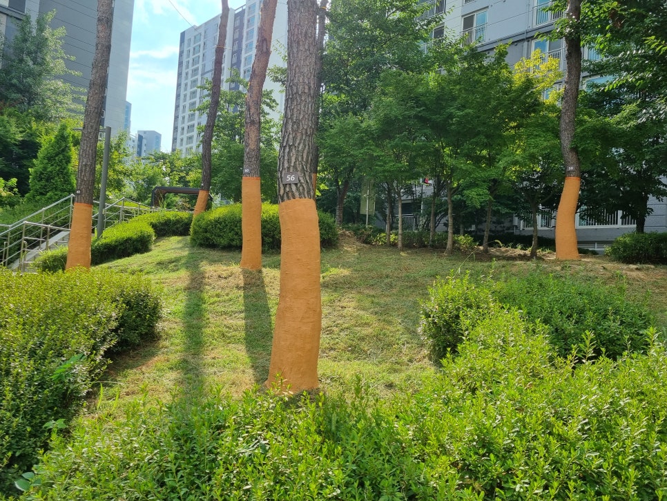 큰솔조경나무병원 이미지