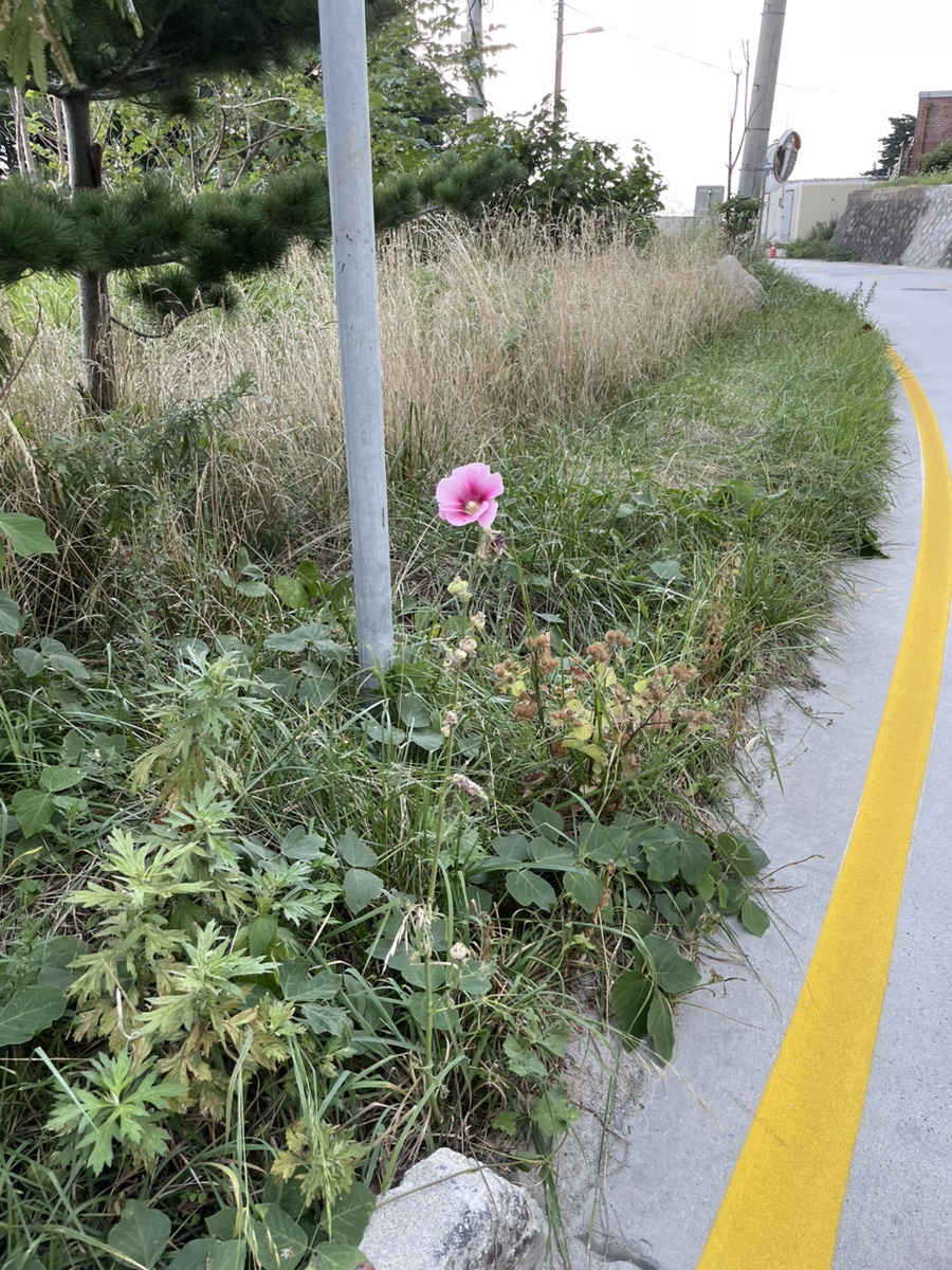 몽돌식당 이미지