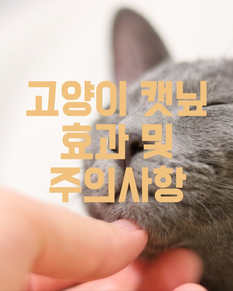 고양이 캣닢 효과 및 주의사항