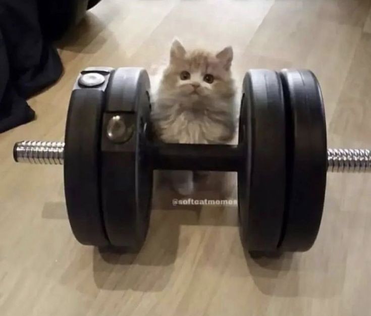 휘트니스휴 이미지