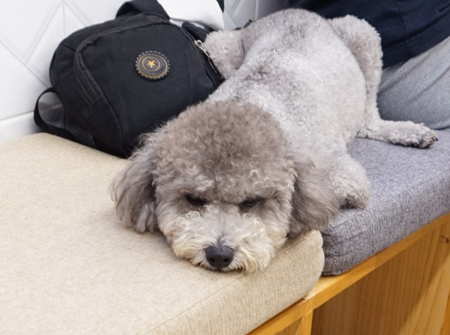 또오개 이미지