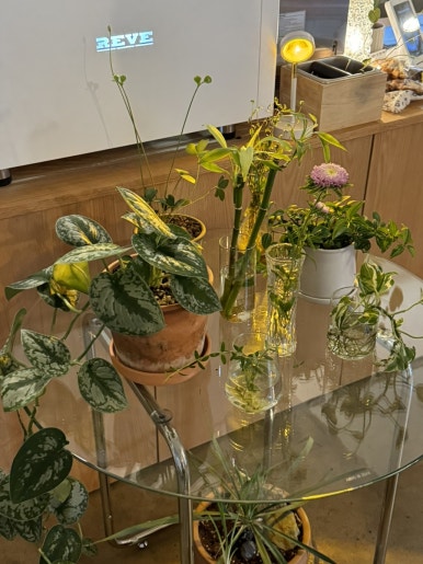 리마(ryma) 이미지