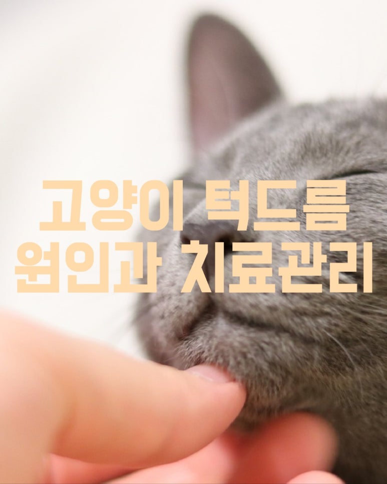 고양이 턱드름 원인과 치료관리