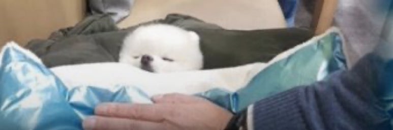 엘빈 이미지