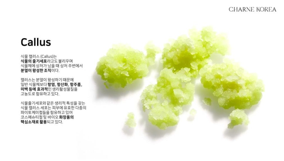 샤르네 이미지