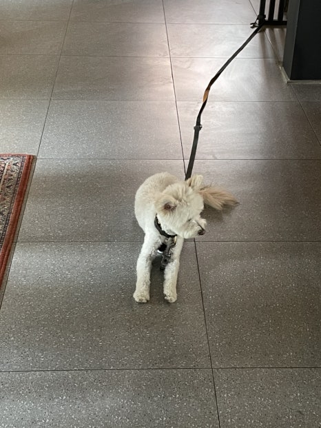 카페티그레 이미지