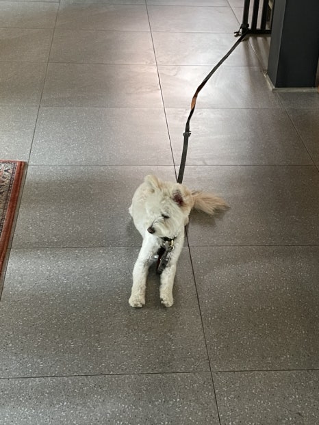 카페티그레 이미지