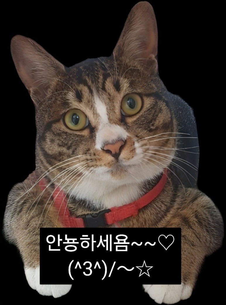 쎄모 이미지