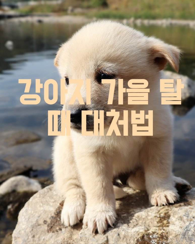 강아지 가을 탈 때 대처법