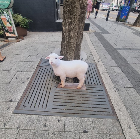 카페양 이미지