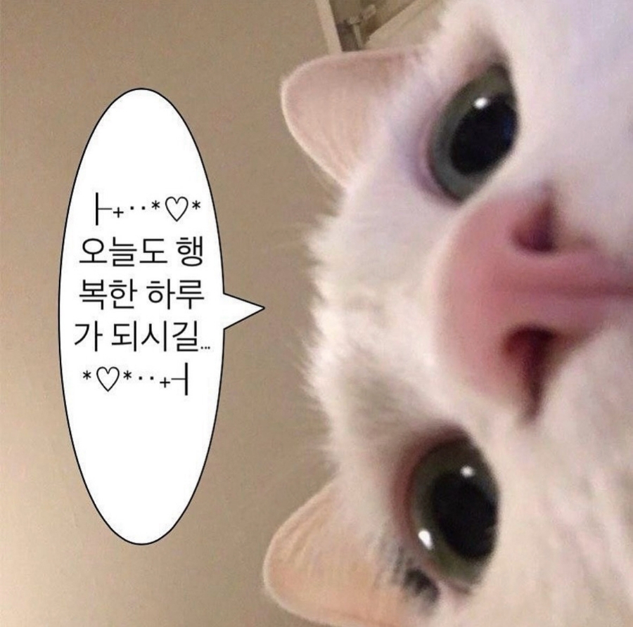 아마블레 이미지