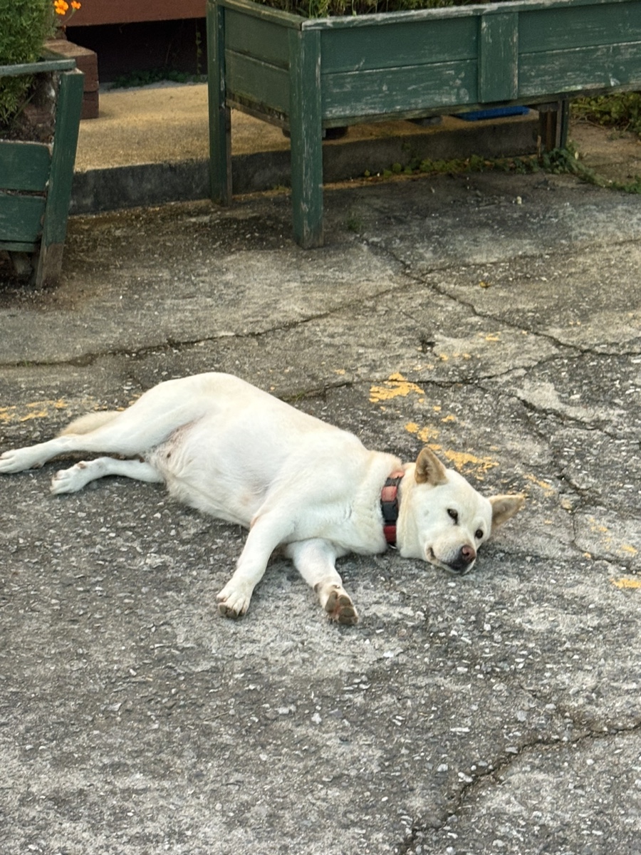 복실이 한정식 이미지