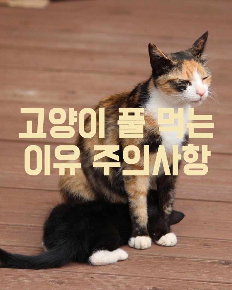 고양이 풀 먹는 이유 주의사항