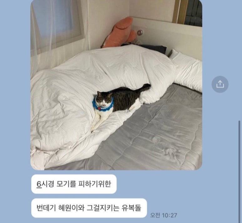 밋슈 이미지