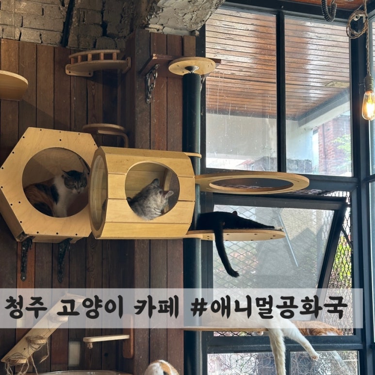 애니멀공화국 이미지