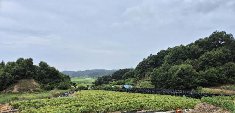 순흥인삼사 이미지