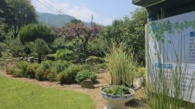 화분속야생화 농원 이미지