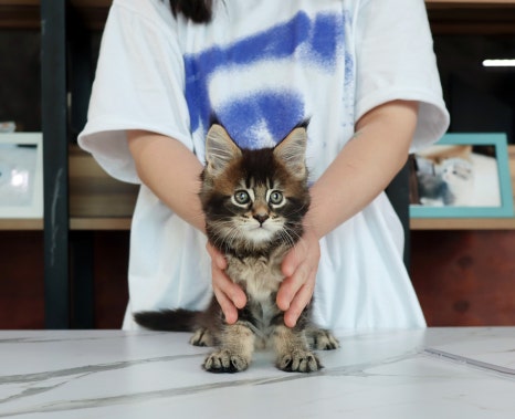 도레미광고 이미지