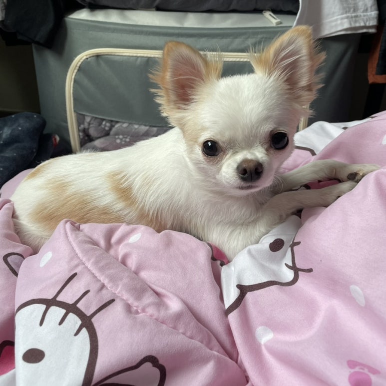 나 불러떠 이미지