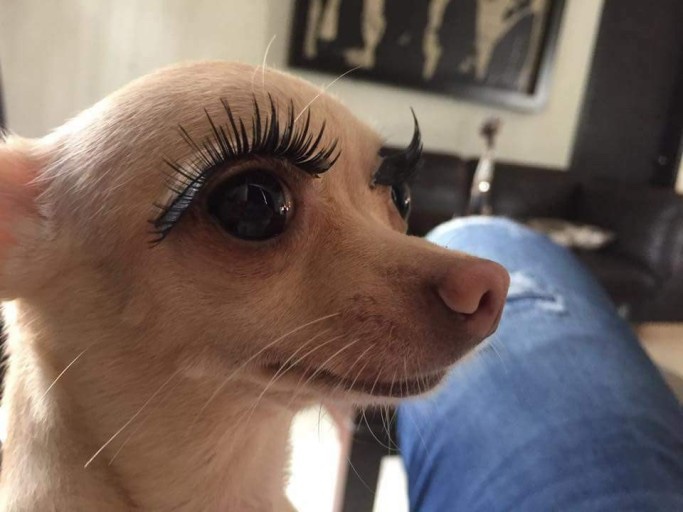 다뷰래쉬 이미지