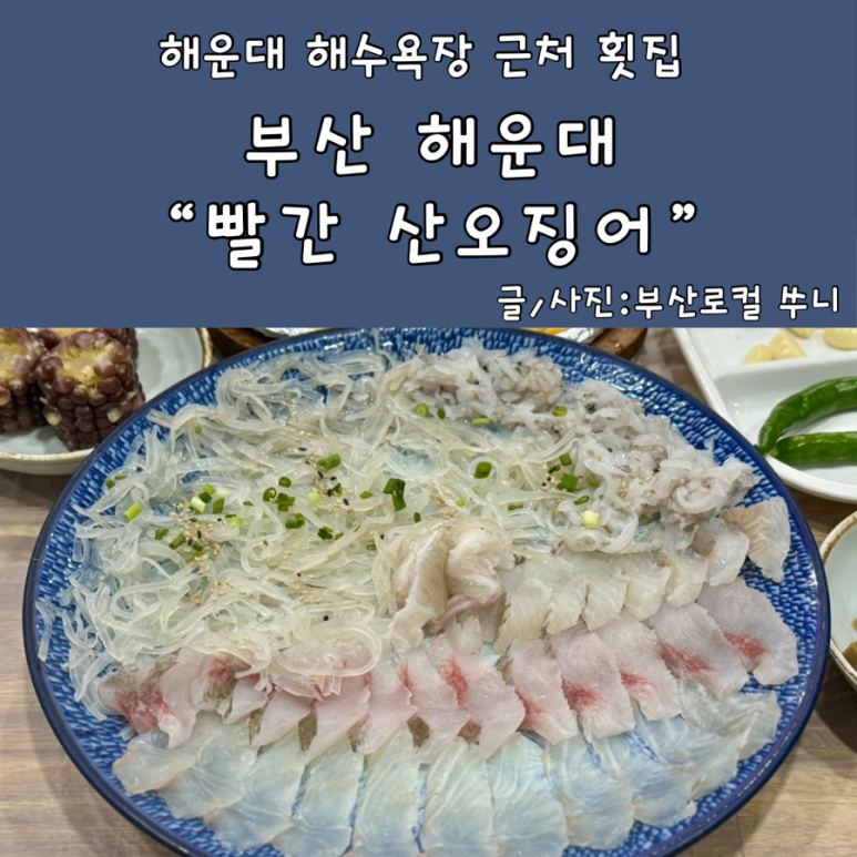 빨간산오징어 이미지