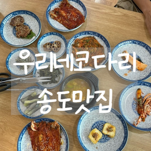 우리네코다리2 이미지