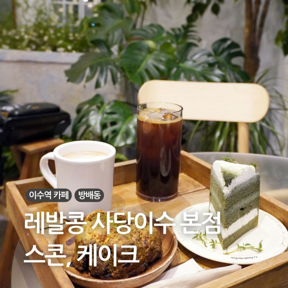레발콩 이미지