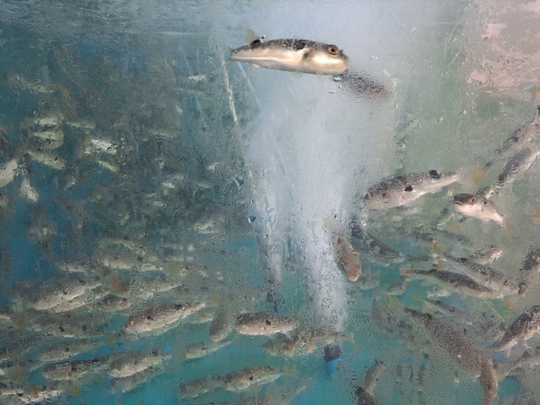 풍성복집 이미지
