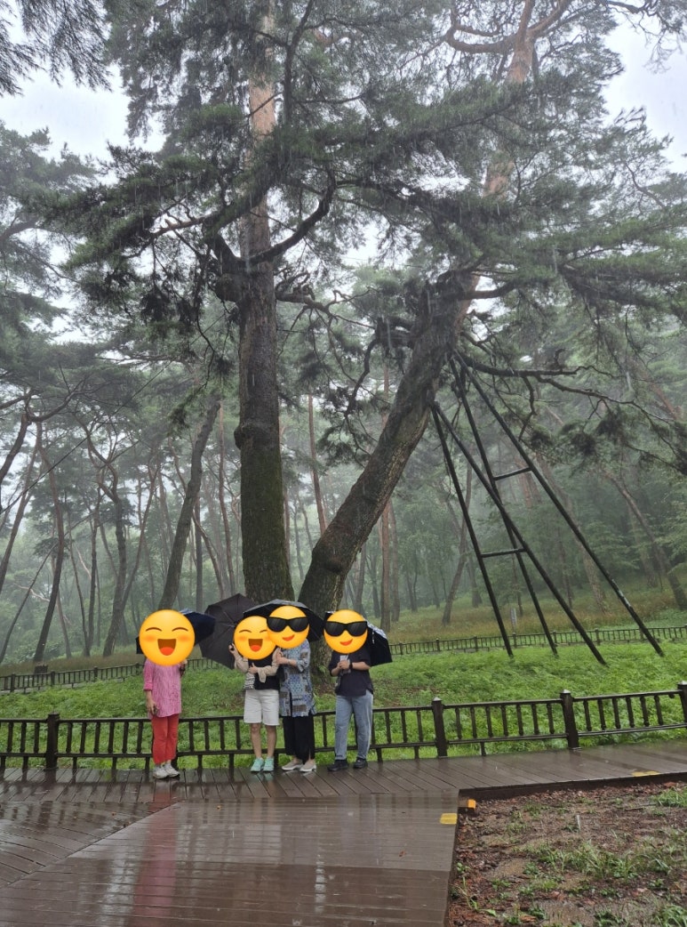 씨스타와이 이미지