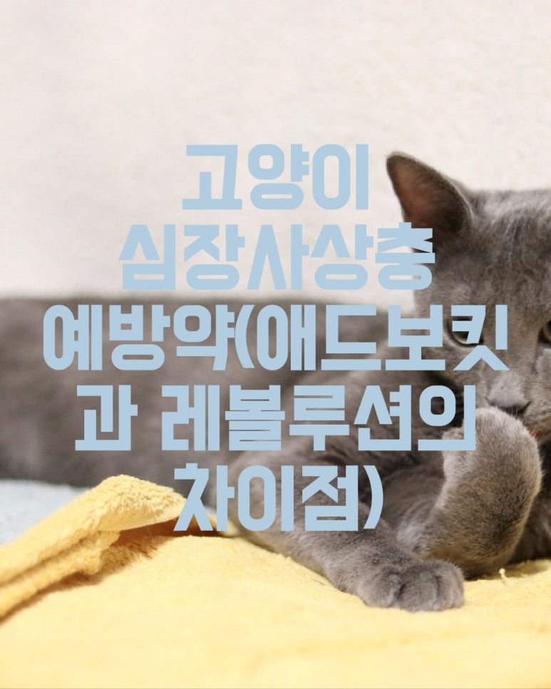 고양이 심장사상충 예방약(애드보킷과 레볼루션의 차이점)