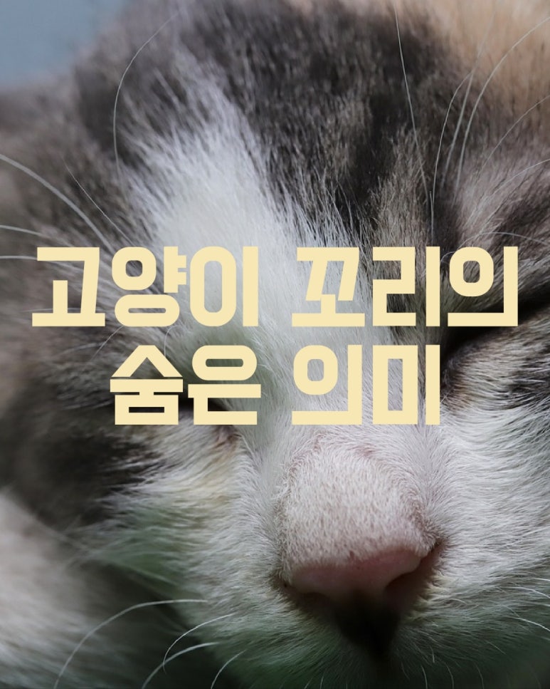 고양이 꼬리의 숨은 의미